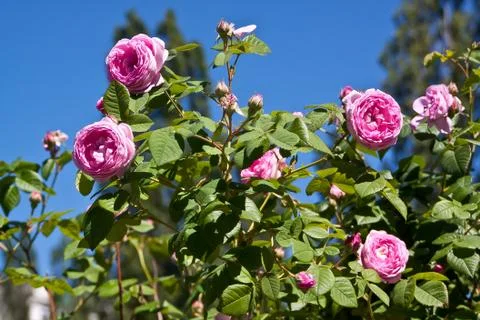 Beautiful rose Stock Photos