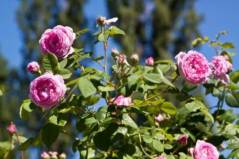 Beautiful rose Stock Photos