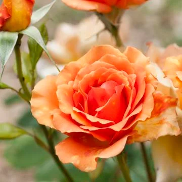 Beautiful rose Stock-Fotos