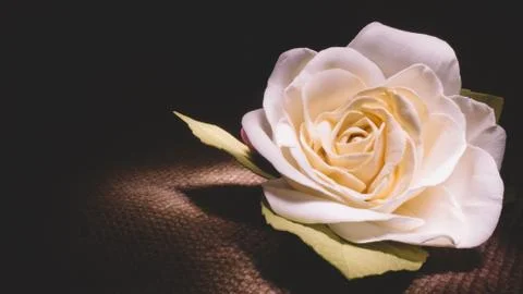 Beautiful rose Foto stock