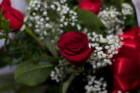A Beautiful Rose Stock Photos