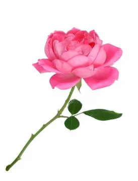 Beautiful rose Stock Photos