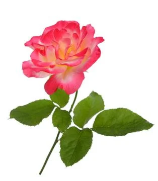 Beautiful rose Stock Photos