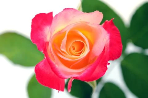 Beautiful rose Stock Photos