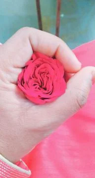 Beautiful Rose Stock Photos
