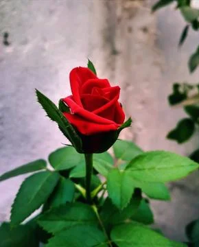 Beautiful rose Stock Photos