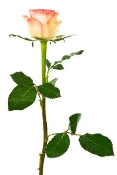 Beautiful rose Stock Photos