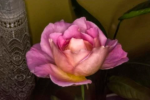 Beautiful rose Stock Photos