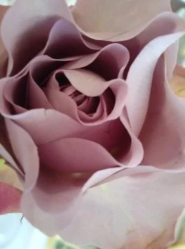 Beautiful Rose Foto stock