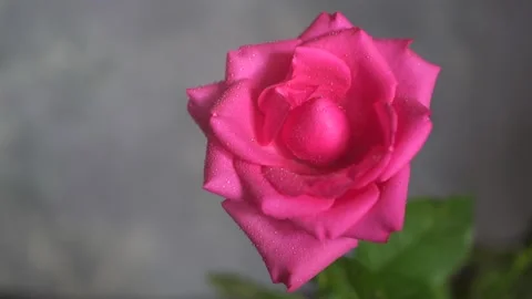 Beautiful rose pink close-up, splashes and drops of water on the rose Stock Footage 150198841
