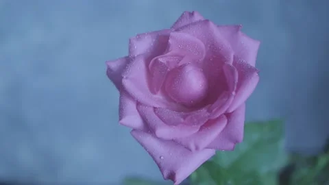 Beautiful rose pink close-up, splashes and drops of water on the rose Stock Footage 150199185