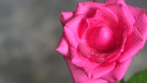 Beautiful rose pink close-up, splashes and drops of water on the rose Stock Footage 150203152