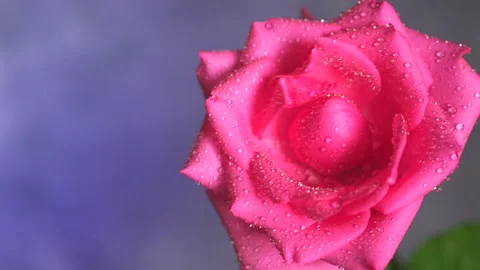 Beautiful rose pink close-up, splashes and drops of water on the rose Stock Footage 150204909