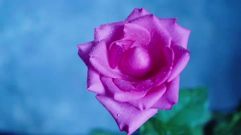 Beautiful rose pink close-up, splashes and drops of water on the rose Stock Footage 150222887