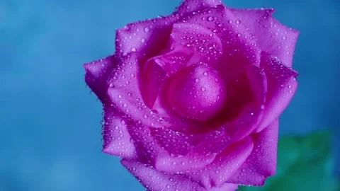 Beautiful rose pink close-up, splashes and drops of water on the rose Stock Footage 150272536
