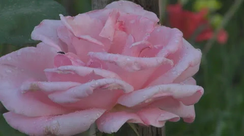 A beautiful rose pink 스톡 동영상 23945804