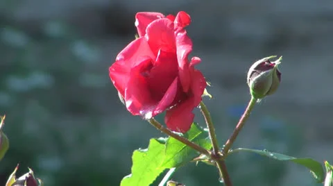 A beautiful rose red. Vídeos de archivo 23945282