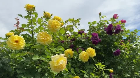 Beautiful rose shrub Video stock 276332049