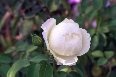 Beautiful rose in spring Stock Photos