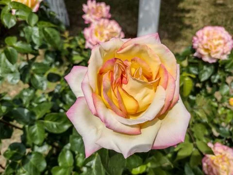 Beautiful rose in spring - Romania Fotos Stock