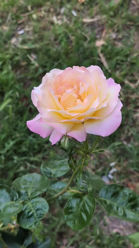 A beautiful rose surrounded by greenery sways in a gentle afternoon breeze. Stock Footage 307694319
