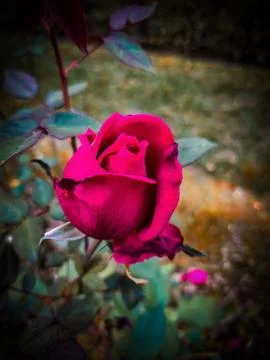 A Beautiful Rose with vivid colors. Stock Photos