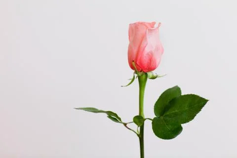 A beautiful rose by the wall Stock Photos