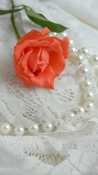 Beautiful rose on white background. Romantic for valentine, wedding, card, .. Foto stock