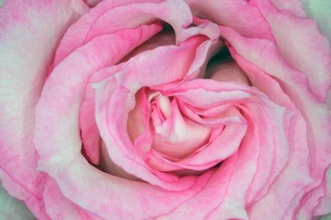 Beautiful rosebud as a background for the entire frame Photos