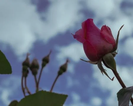 A beautiful rosebud with a background of white clouds Stock Photos