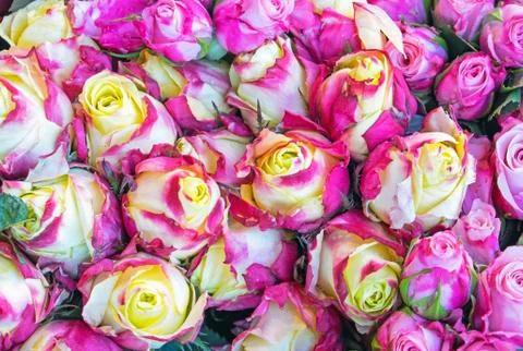 Beautiful roses background Stock Photos