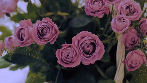 Beautiful roses in a basket. Stock Footage 73894418