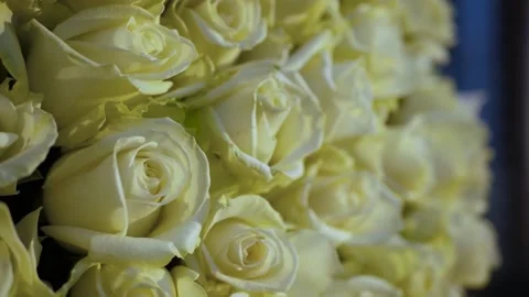 Beautiful roses copy space Stock Footage 201140209