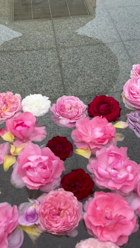 Beautiful Roses Floating on Water Stock Footage 309294725