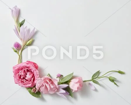 Beautiful roses frame Stock Photos