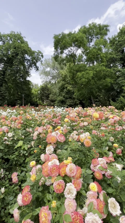 Beautiful roses in the garden Video stock 313962154