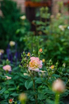 Beautiful roses in the garden, growing different varieties of flowers. Stock Photos