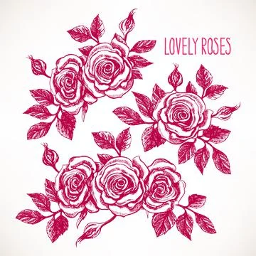 Beautiful roses Stock-Illustration
