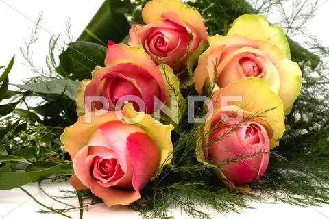 Beautiful roses Stock Photos