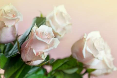 Beautiful roses Stock Photos