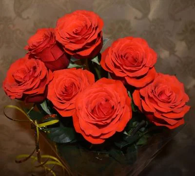 Beautiful roses Stock Photos