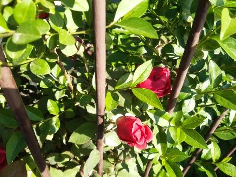 Beautiful Roses Stock Photos
