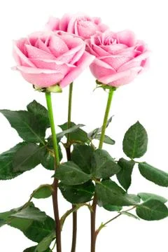Beautiful roses Stock Photos