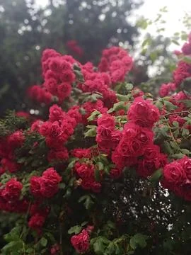 Beautiful roses Stock Photos