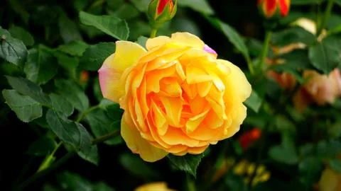 Beautiful Roses pic by habib Stock Photos