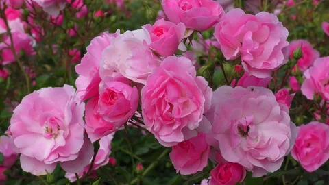 Beautiful roses shaking in the wind Stock Footage 114885736