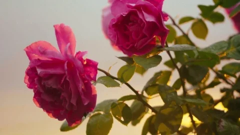 Beautiful roses in sunset Stock Footage 75437785