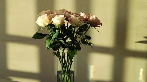 Beautiful roses in a vase. Stock Footage 149405397