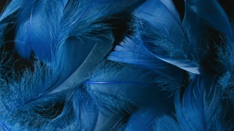 Beautiful rotating background of deep blue tropical birds feathers. Bird natural Stock Footage 130865461