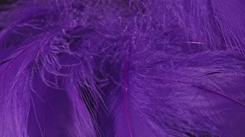 Beautiful rotating background of violet or purple tropical birds feathers. Bird Stock Footage 130866765